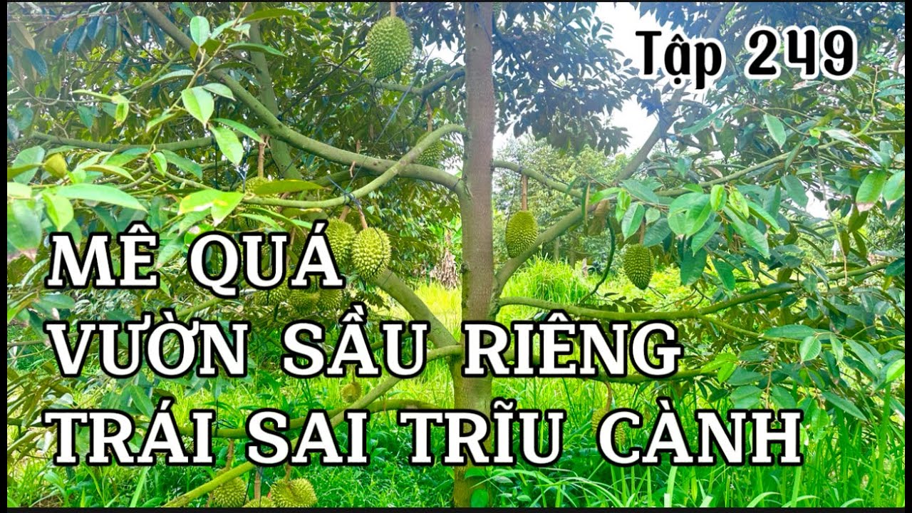 anh phi rao bán vườn sầu riêng trĩu quả ở bà rịa vũng tàu