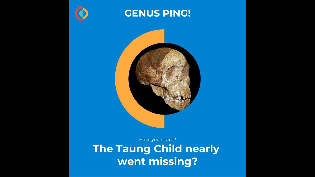 Have you heard? The Taung Child nearly went missing!