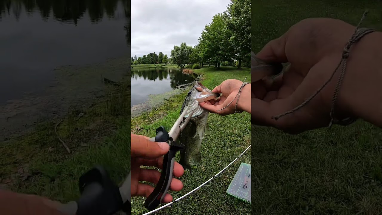 How to take the hook out of a GUT- HOOKED fish&hellip; #fisherman #fishing #fishingvideos #fishingtips