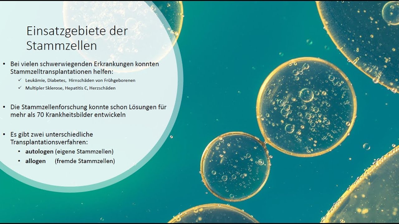 Stammzellen aus Nabelschnurblut - Anwendungsmöglichkeiten
