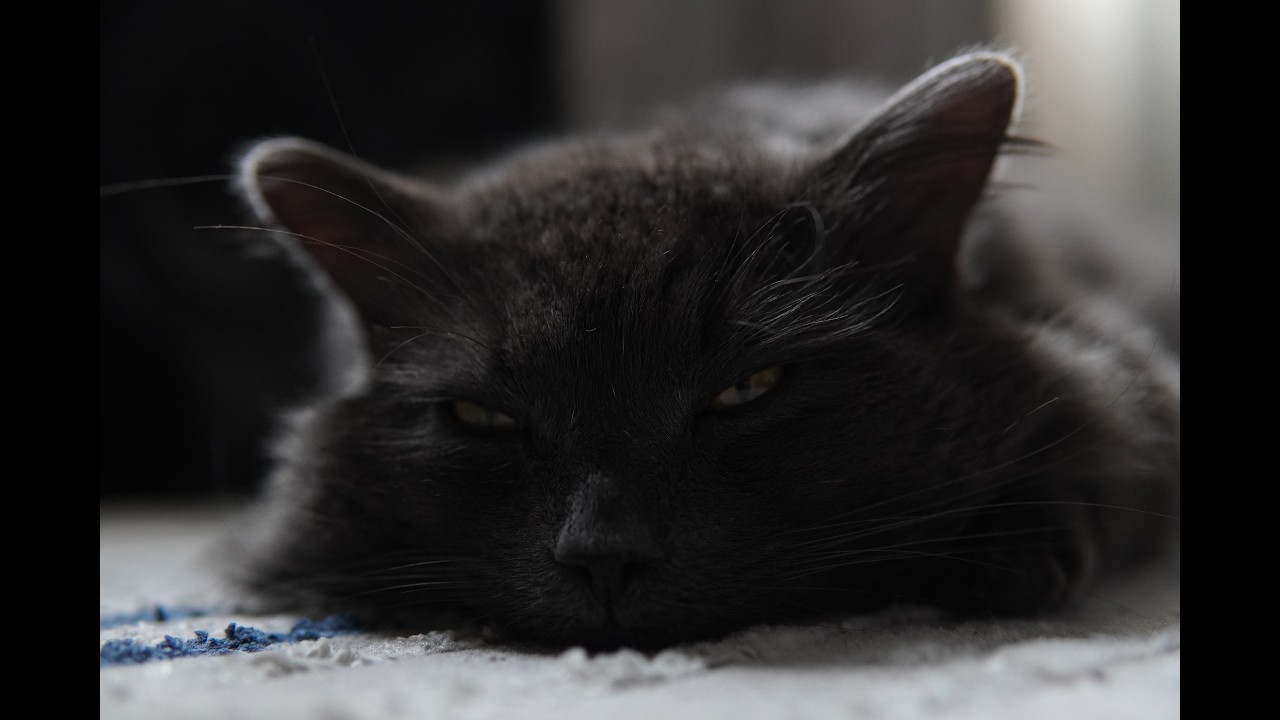 blue maine coon sleeping at job
