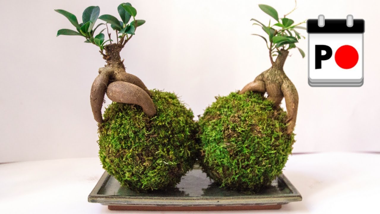 KOKEDAMA ~ Japonský mechový květináč pro chudé | Japondělí