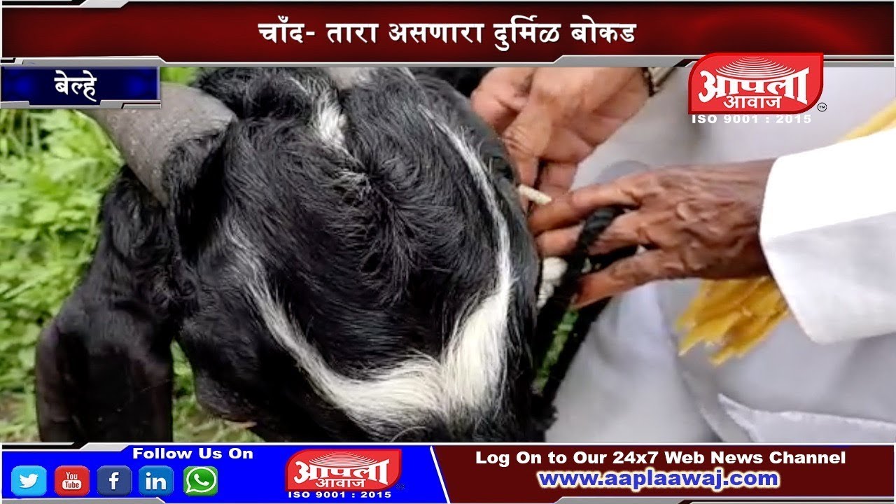बेल्हे येथे चाँद- तारा असणारा दुर्मिळ बोकड | ईद निमित्त बोकडाला मागणी