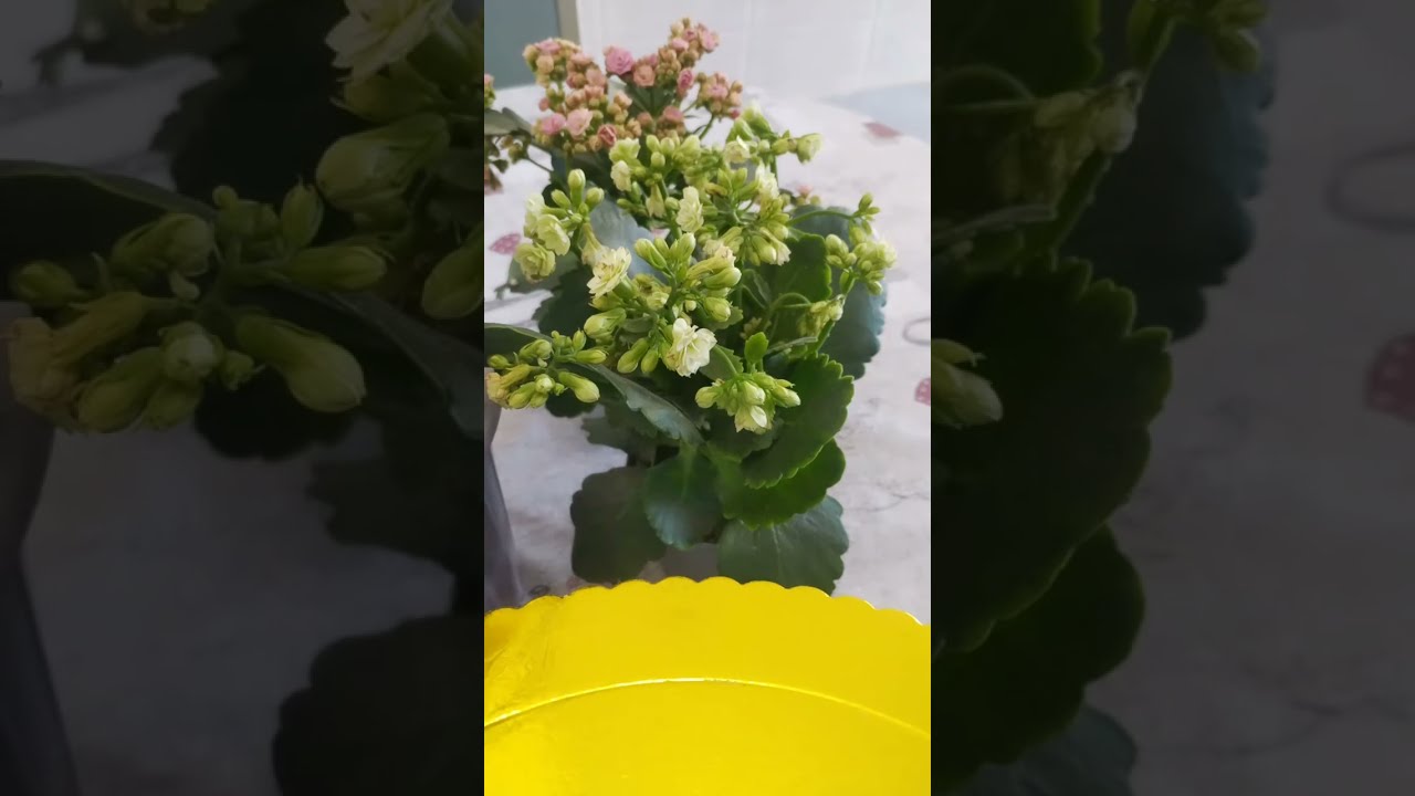 بدأت قناة "يوميات ام علي " بثًا مباشرًا