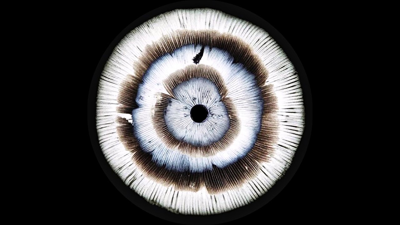 Plant43 - Destroying Angel ( Mycology 2016 ) ( AC Records )