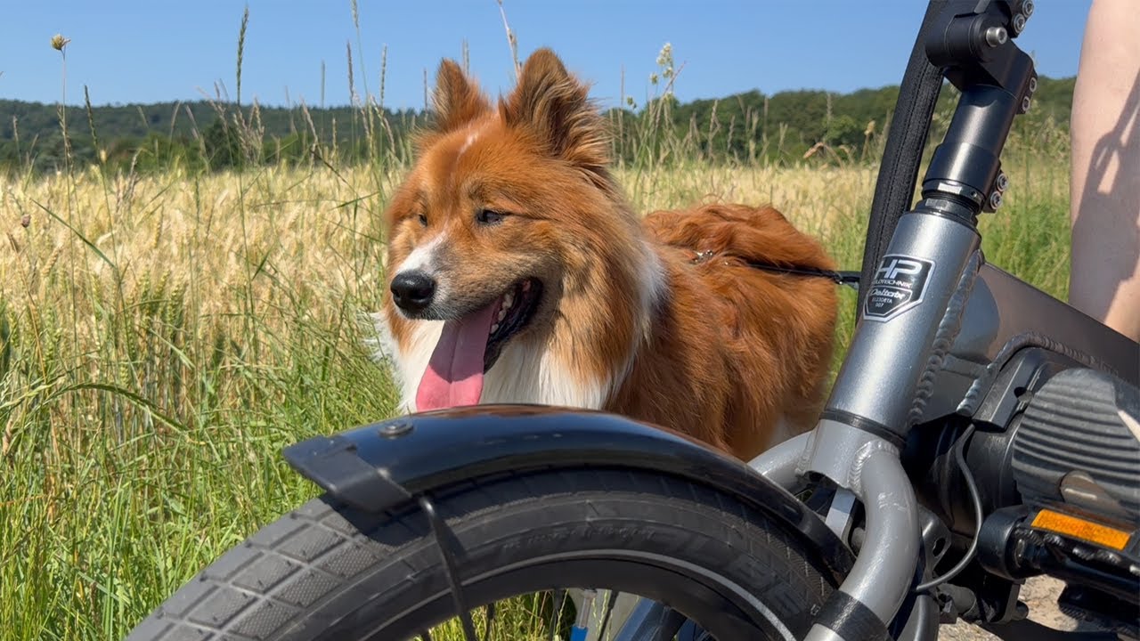 Delta tx - Probefahrt mit Hund