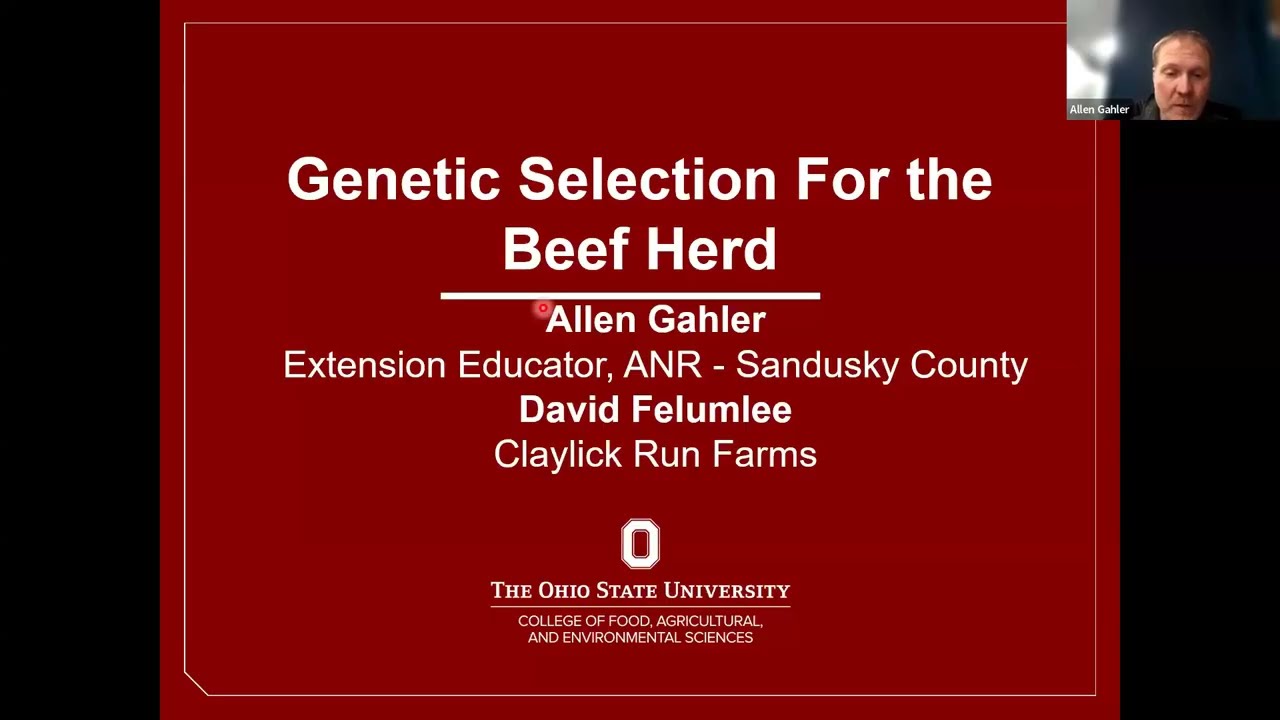 A Buyer’s Guide to Bull Selection