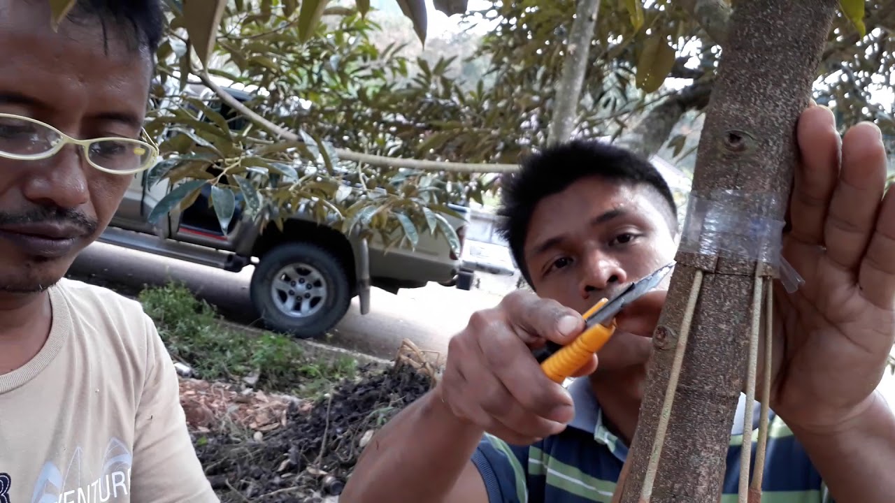 ทุเรียน 2 ปีเราจะลดอายุการโตแค่ 100 วัน(เสริมรากกิ่งกระโดง)