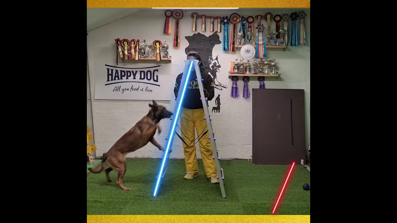 Malinois ladder training.