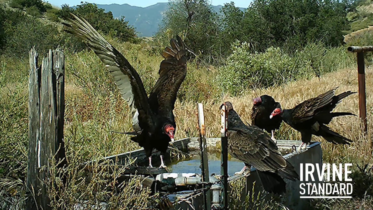 Wildlife caught on camera in Irvine