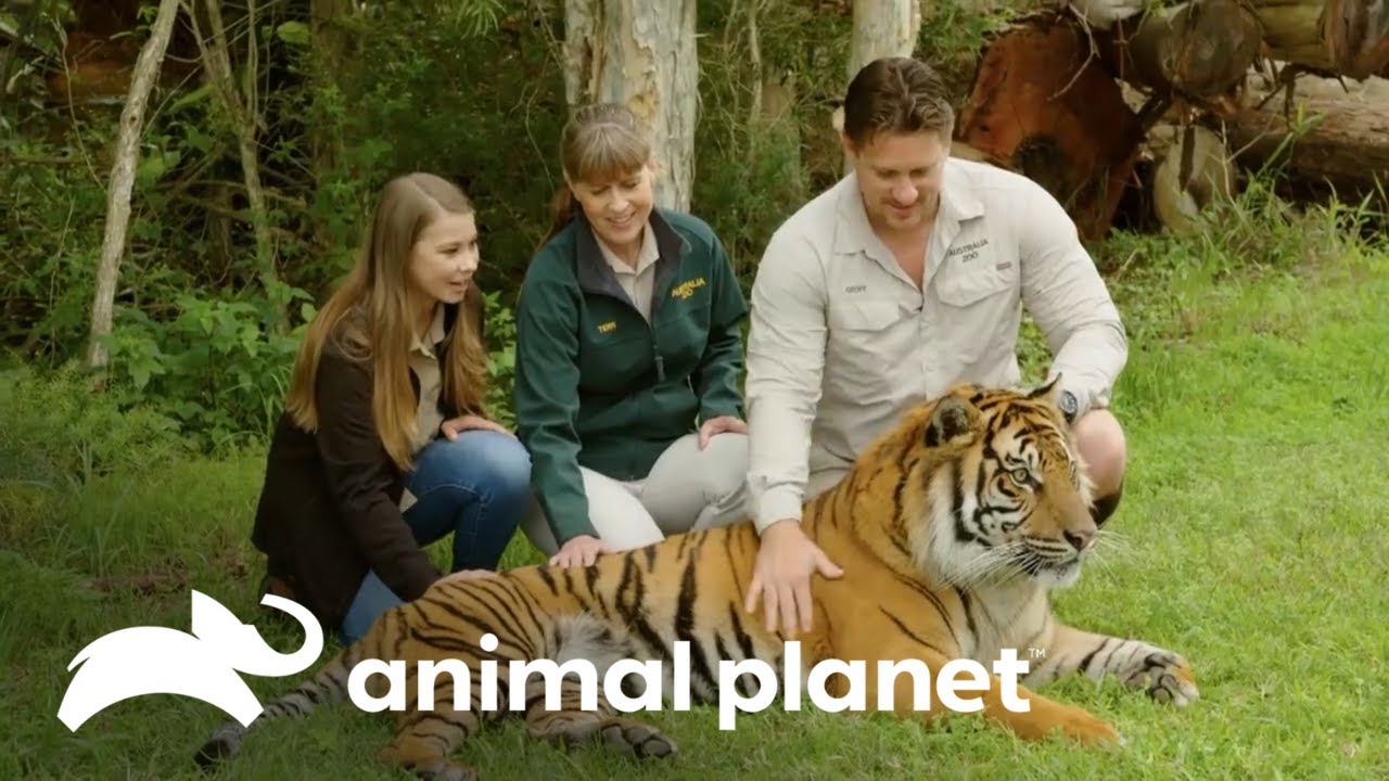 Gran emoción por el embarazo de una tigresa de Sumatra | Los Irwin | Animal Planet