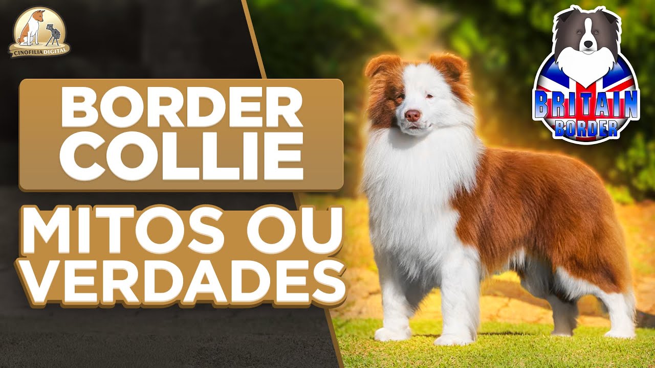 As 10 maiores d&uacute;vidas sobre Border Collie | Cinofilia Digital