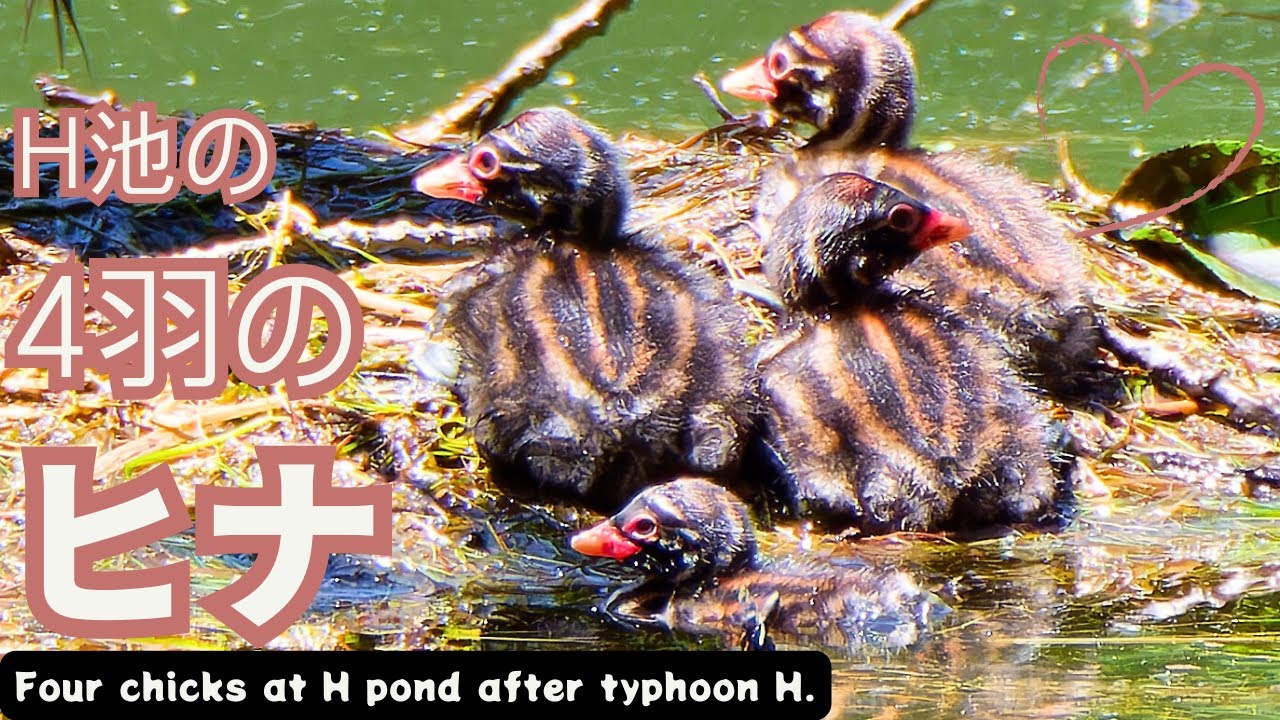 【カイツブリ】エサをねだる4羽のヒナ！井の頭公園の可愛すぎるヒナたち