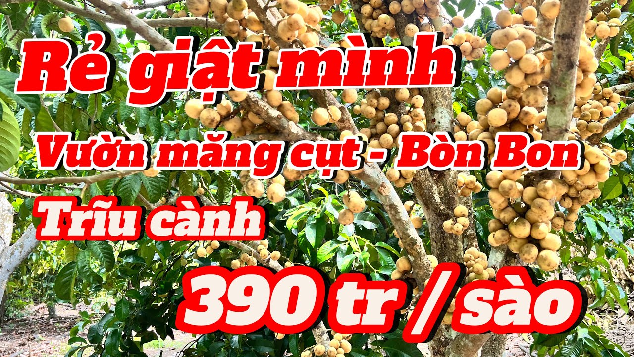 Rẻ giật mình. Vườn măng cụt,bòn bon . Siêu trái đang độ tuổi cho thu hoạch . Hơn 1ha giá chỉ 3.9 tỷ.