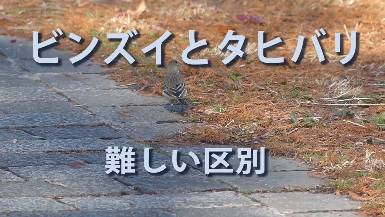 ビンズイとタヒバリ