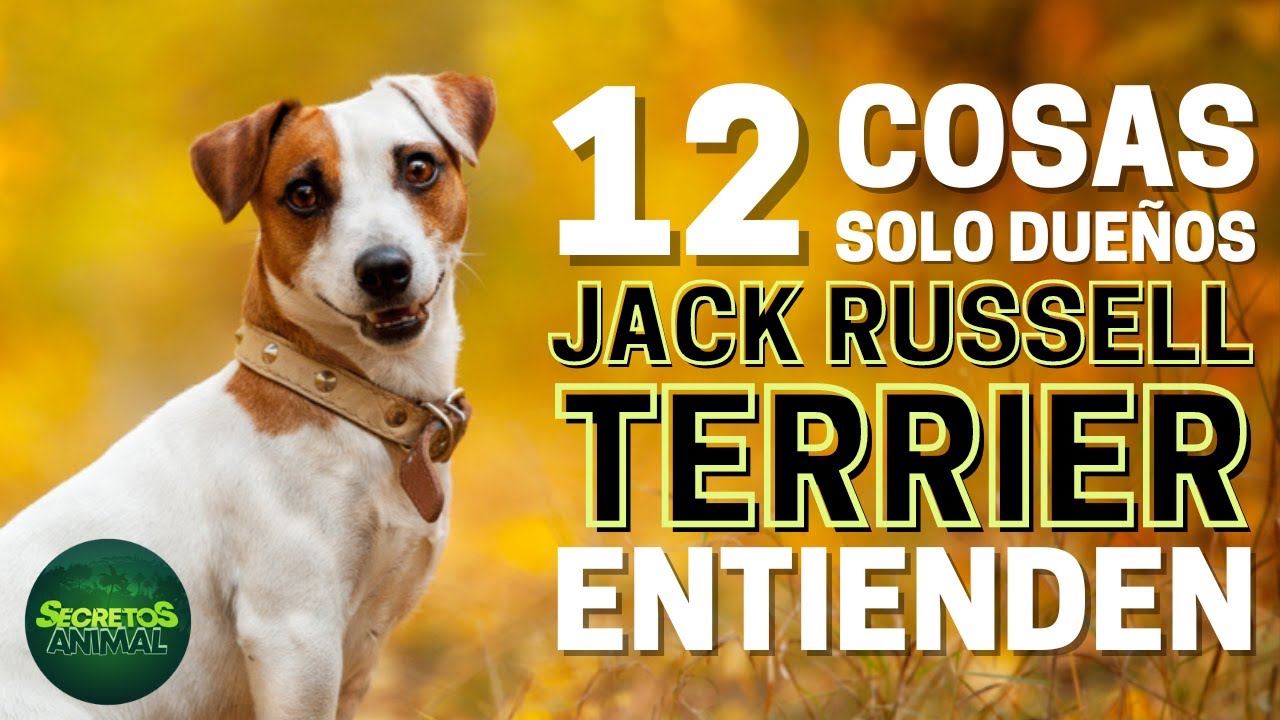 12 Cosas Que Sólo Los Dueños De Perros Jack Russell Terrier Entienden