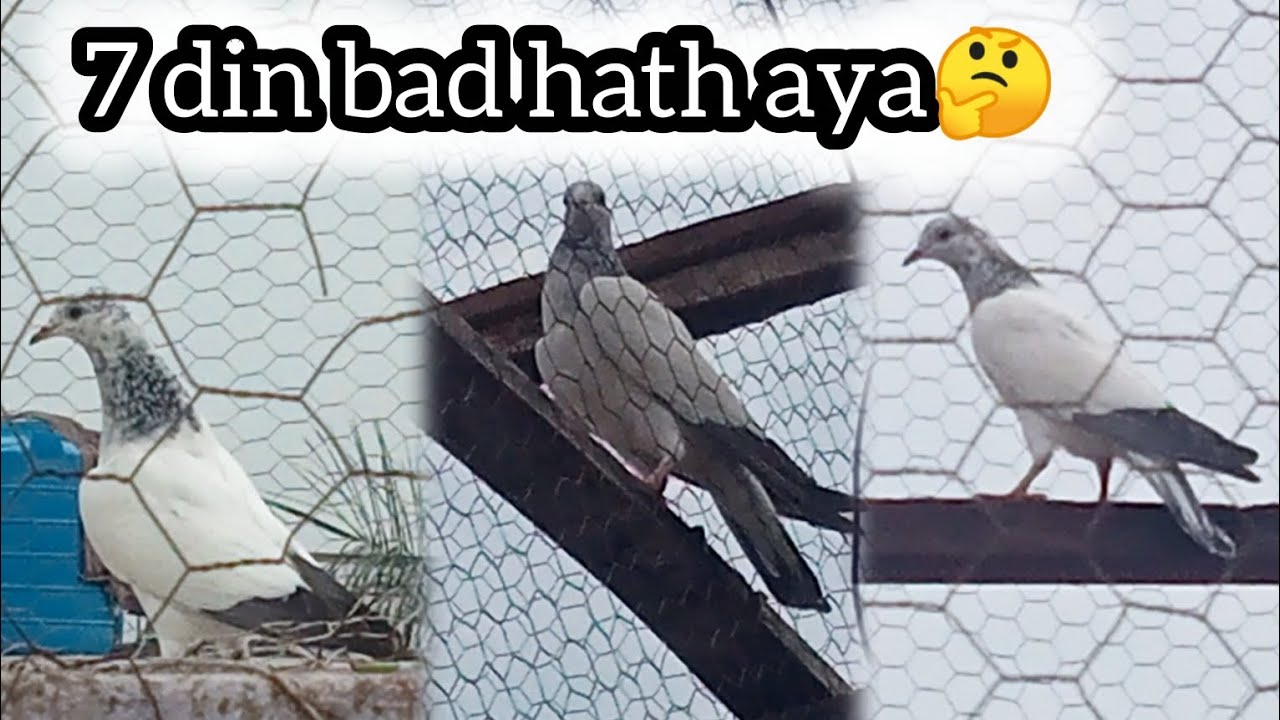 7 Dino sa rulata baccha pakar liya 😱