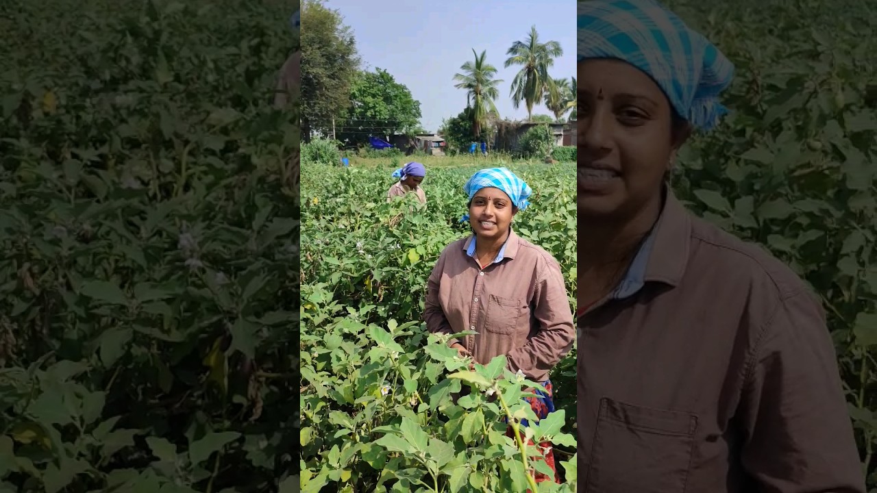 Today we harvested 200 kg lu, its price is 8000#agriculture#farming#brinjal crop