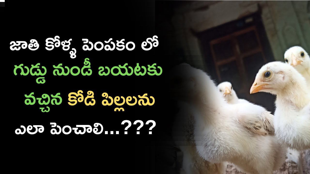 కోడి పిల్లలు పుట్టిన తరువాత నుండి కోడి పిల్లలకు ఏ మందులు వాడాలో చూడండి....