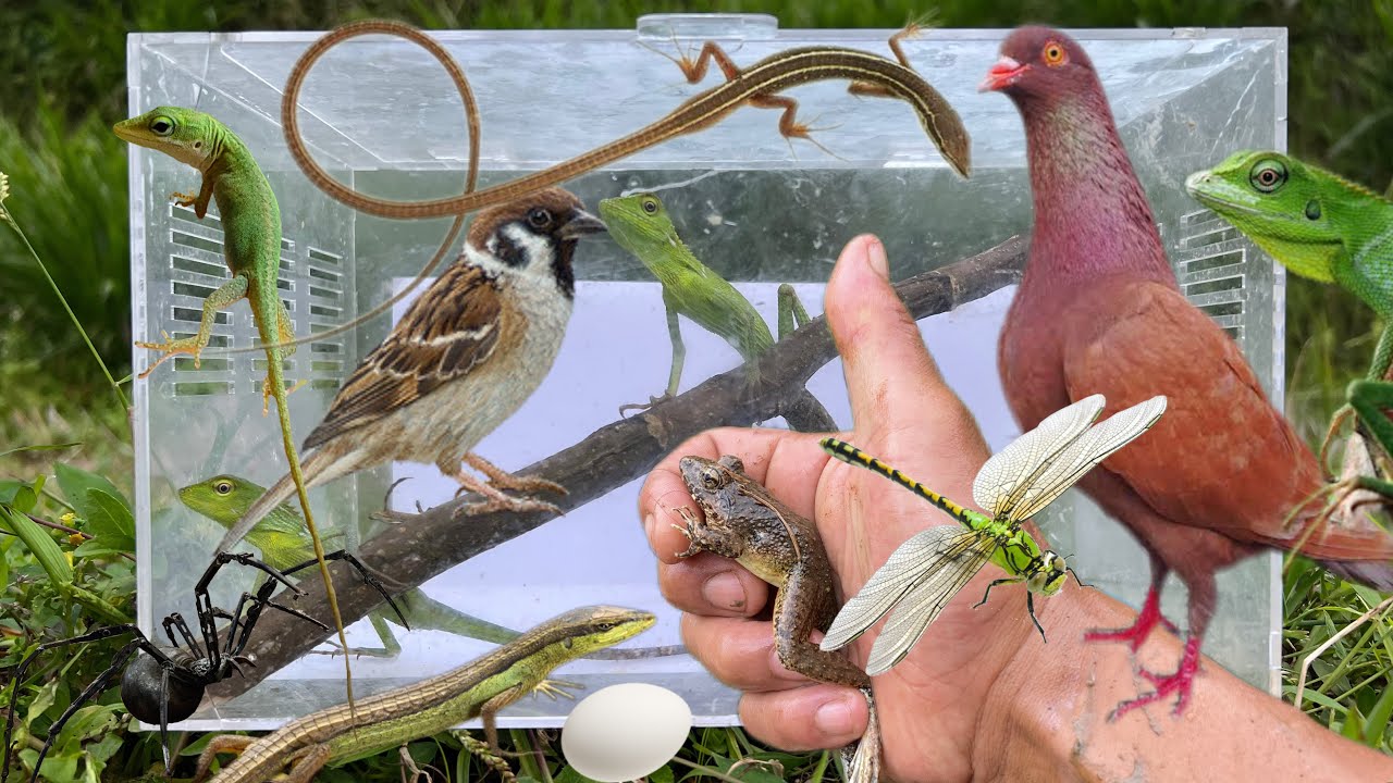 The kid gave me a bird‼️catch pigeon, sparrow, baby chameleon, grass lizard, frog