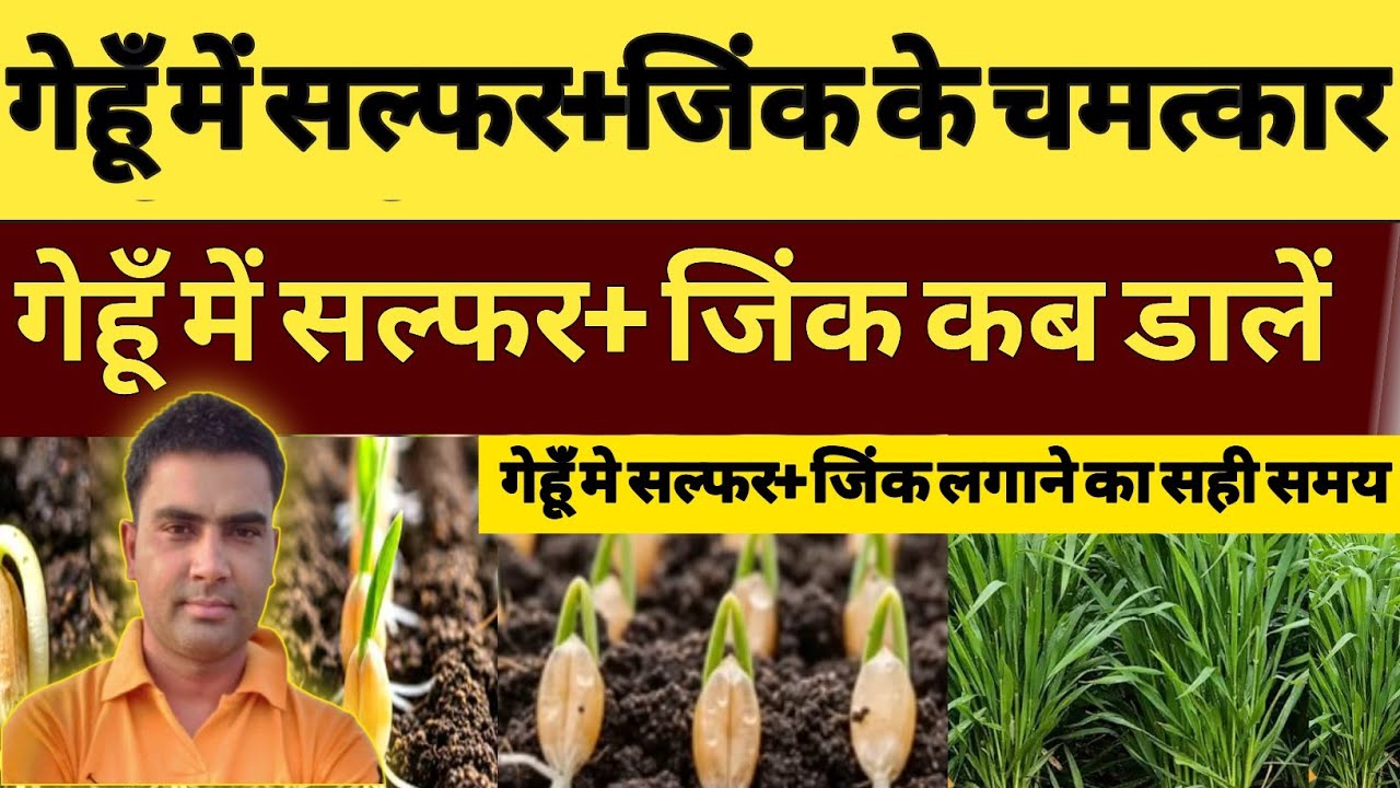 गेहूँ में सल्फर के चमत्कार | गेहूँ में सल्फर के नुक्सान और फायदे | गेहूँ में सल्फर+ह्युमिक् | 