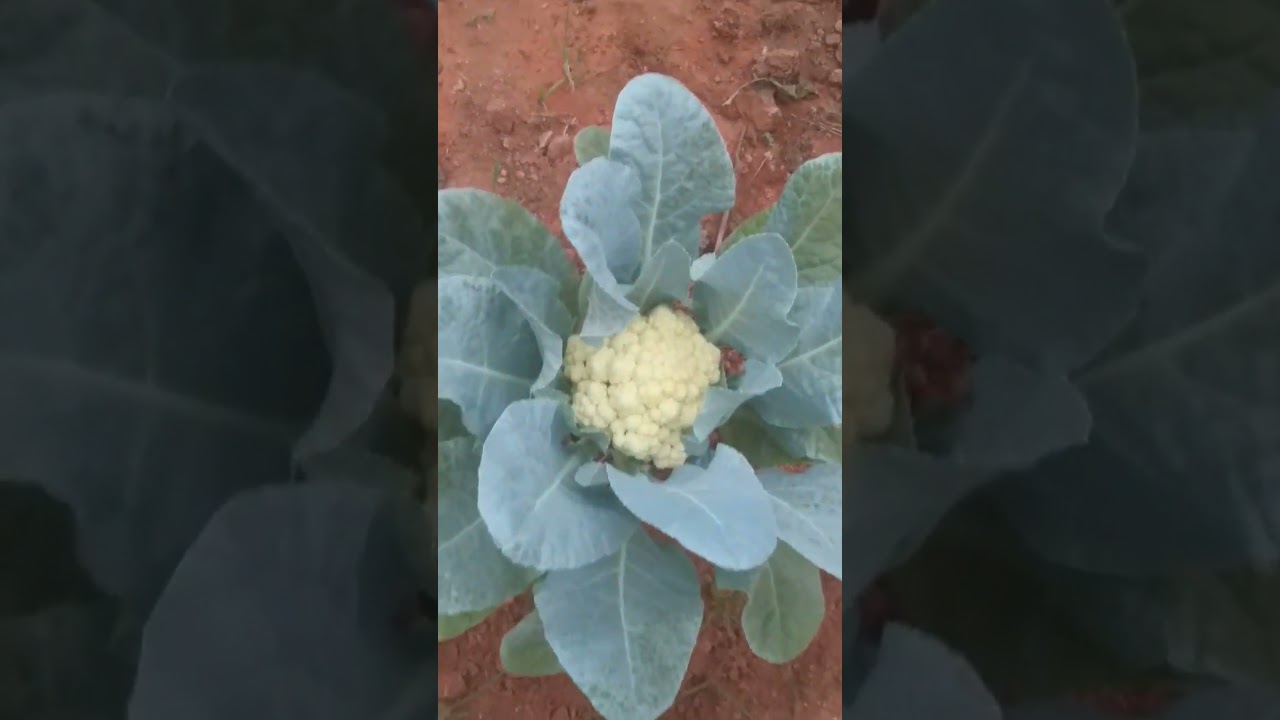cauliflower 