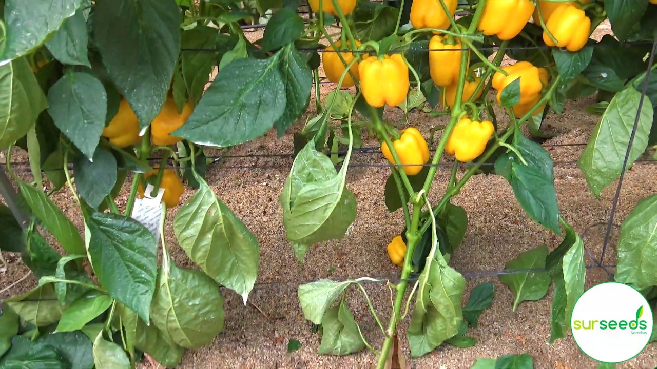 Sensaciones del agricultor Antonio Miguel con  Pimiento California M&aacute;rmol de Sur Seeds.