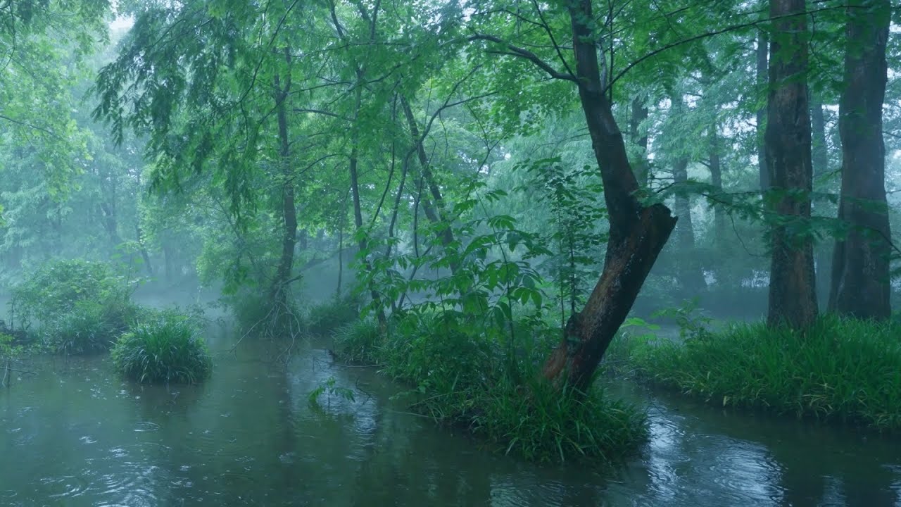 The beautiful little river is raining(410) , sleep, relax, meditate, ASMR, Real Shot