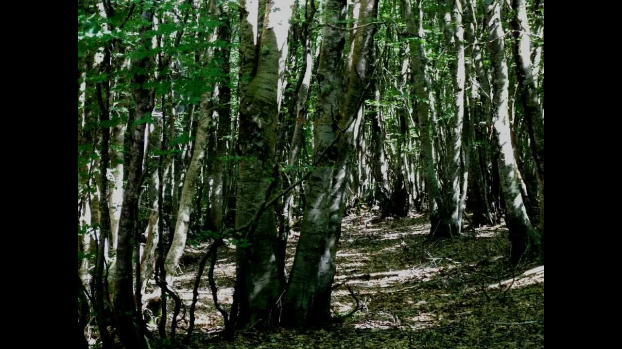 IL BELL'ASPROMONTE - GAMBARIE E DINTORNI