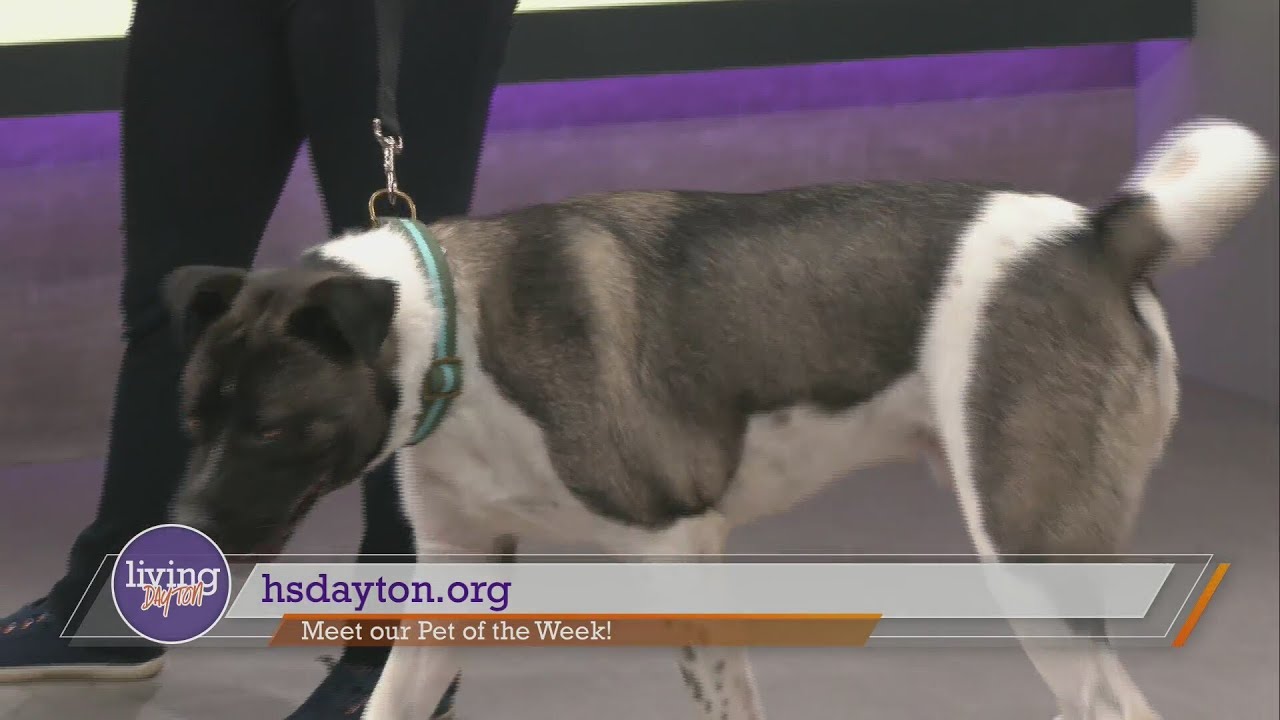 Meet our Pet of the Week, Tony!