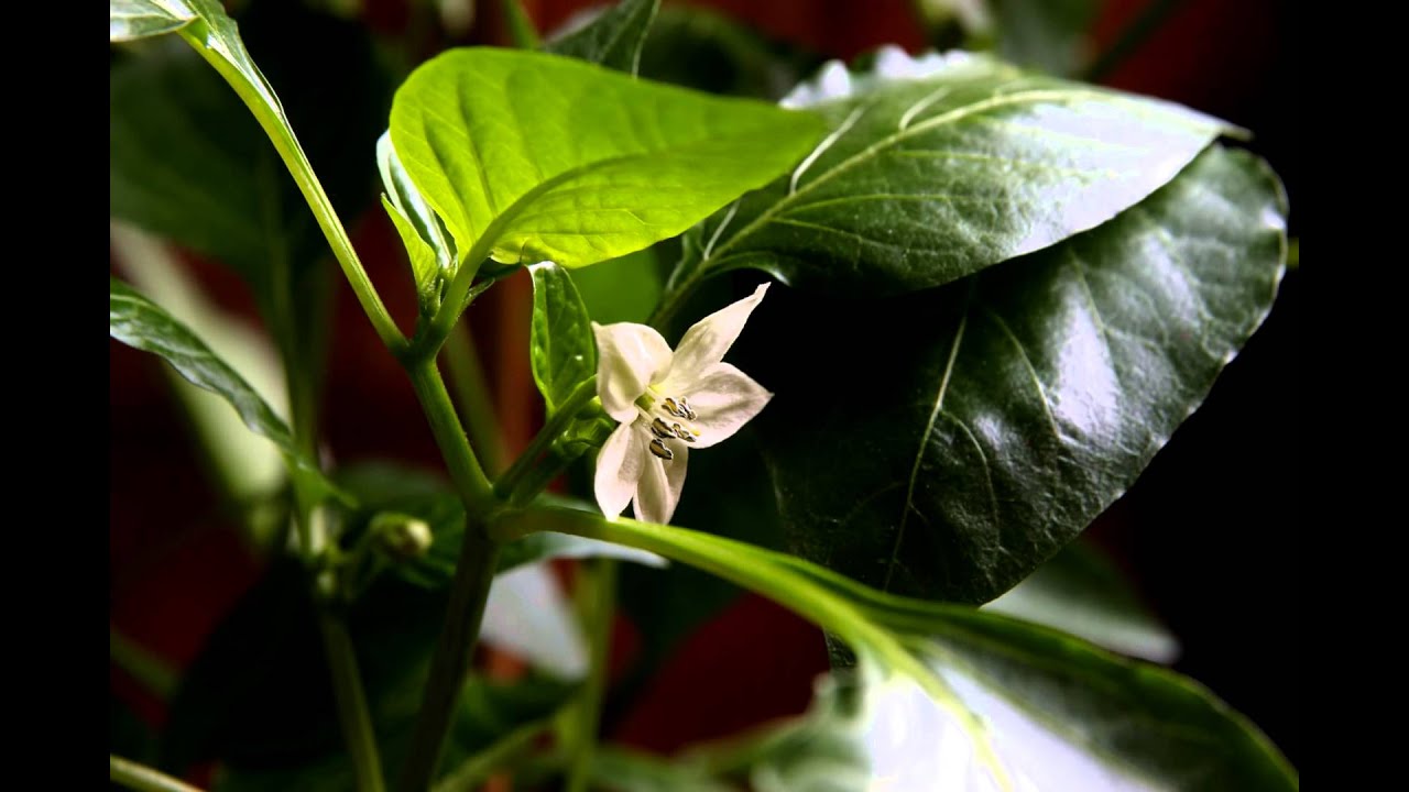 time lapse of Capsicum annuum flower
