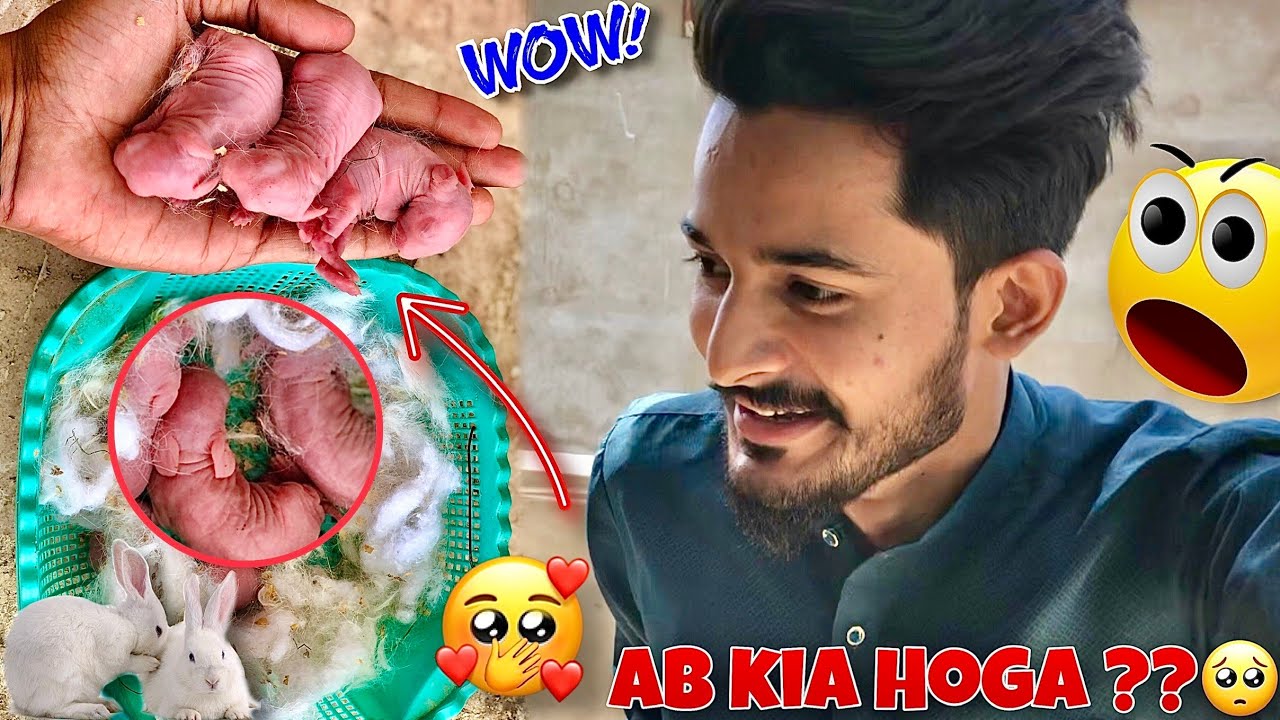 Hmari Rabbit Ne Dobara Bachy De Diye😍 | Rabbit Give Birth 7 Bunnies🐰 | Hum Or Parinday | #petsvlog