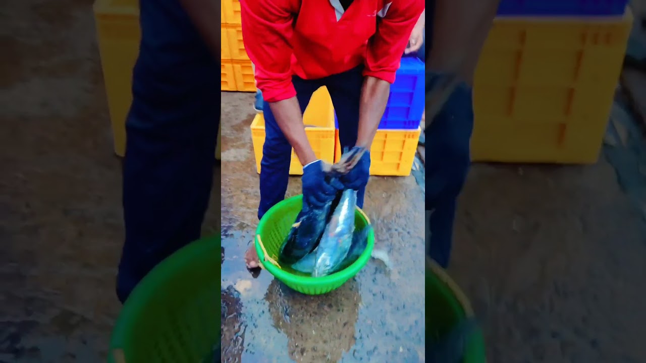 Tuna exporting