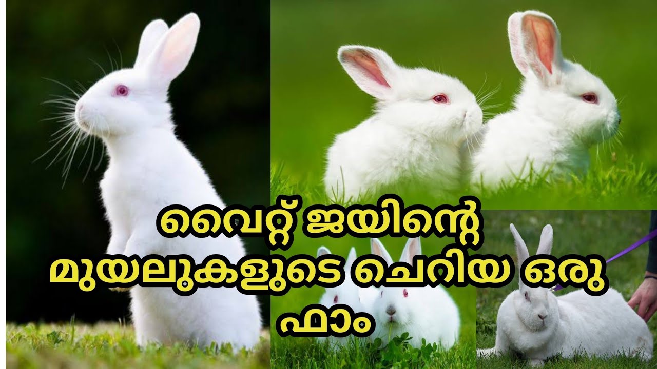 VTK Rabbit Farm in Kozhikode|White Giant Rabbit Farm Malayalam|മുയൽ വളർത്തൽ