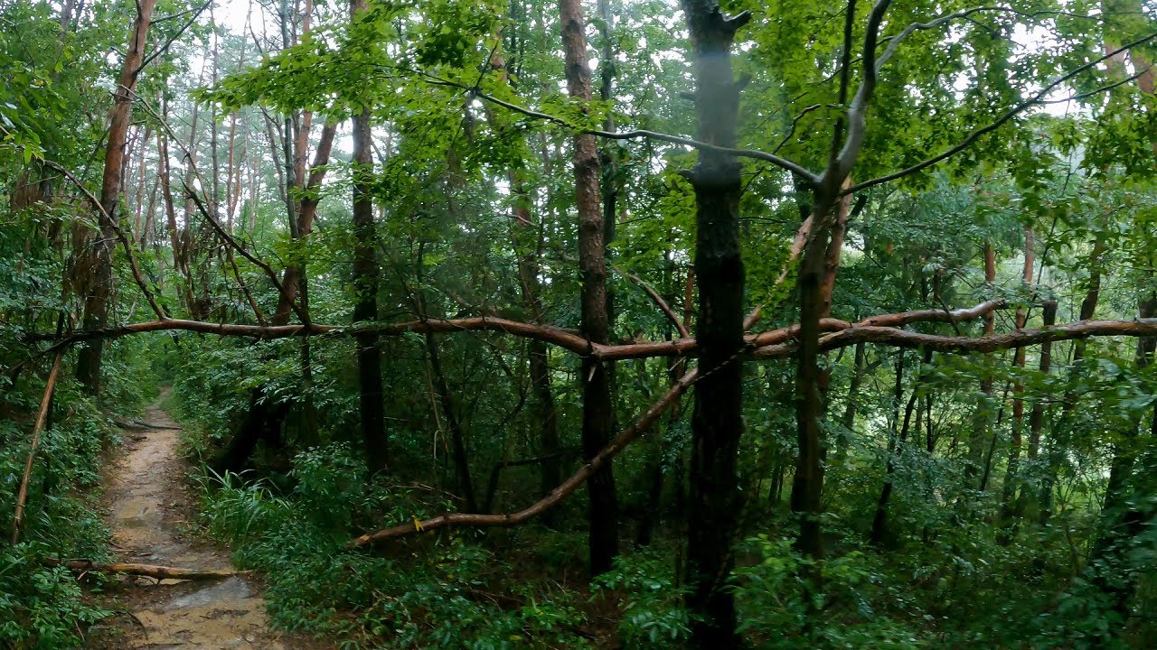 【4K】  Rain walk - Forest #6 (Lake and Forest)
