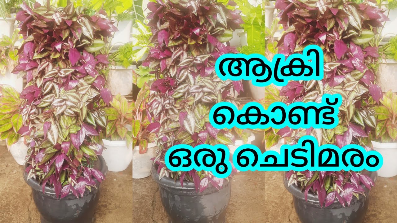 Gardening ideas from waste materials |wandering jew tree|reuse of waste materials |home gardening