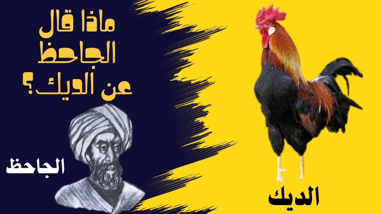 ماذا قال الجاحظ عن الديك؟