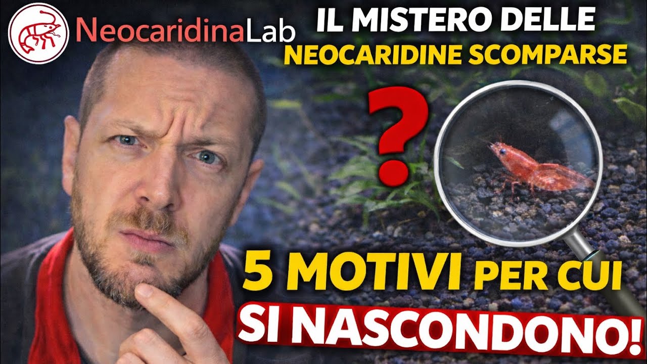 IL MISTERO DELLE NEOCARIDINE SCOMPARSE: 5 Motivi per cui si nascondono! 🦐
