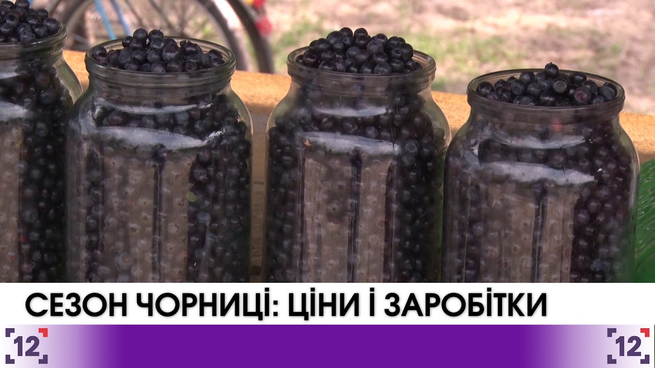 На Волині сезон чорниці: ціни і заробітки