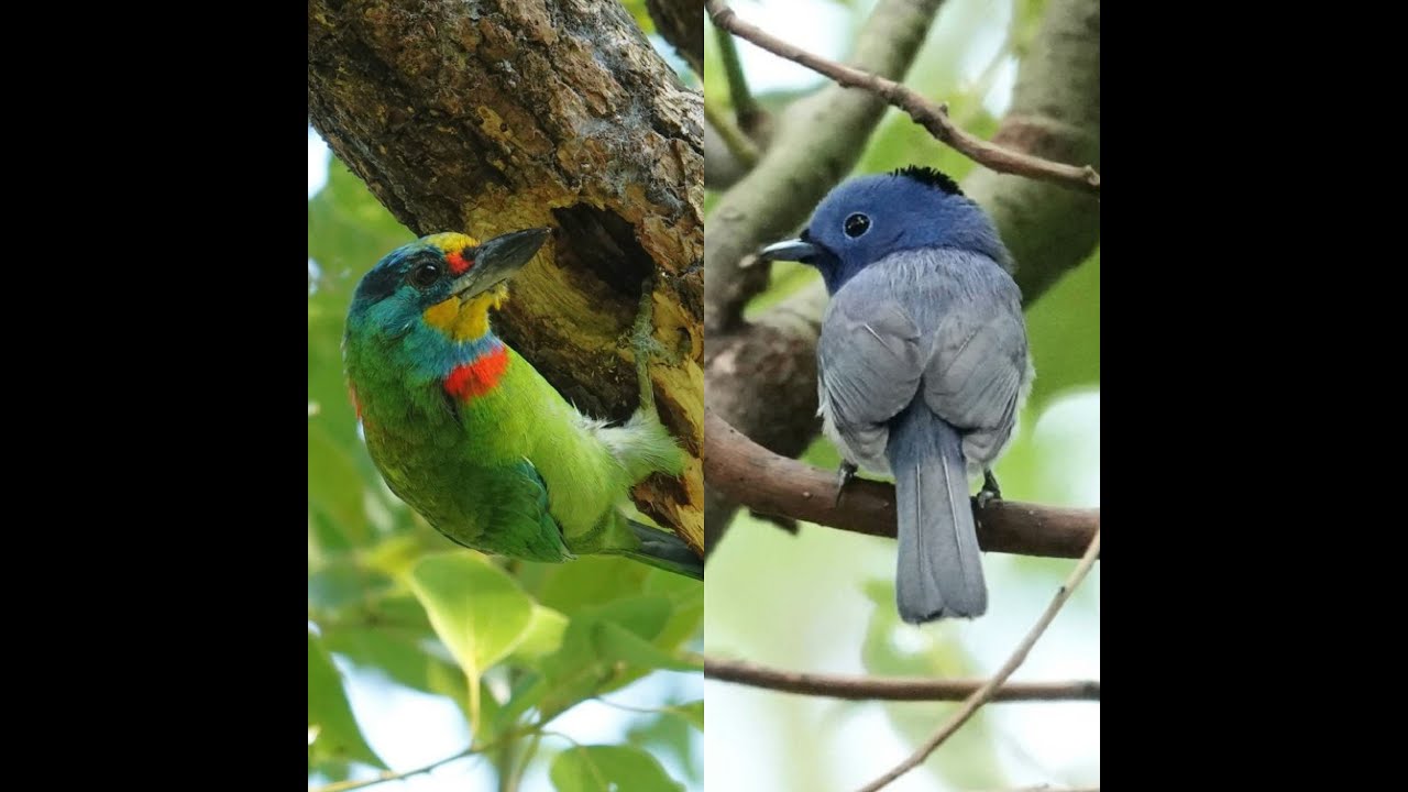 Birding in Taipei, Taiwan - Taipei Botanic Gardens 5, 8 Nov 2023. Worth a visit when in Taipei.