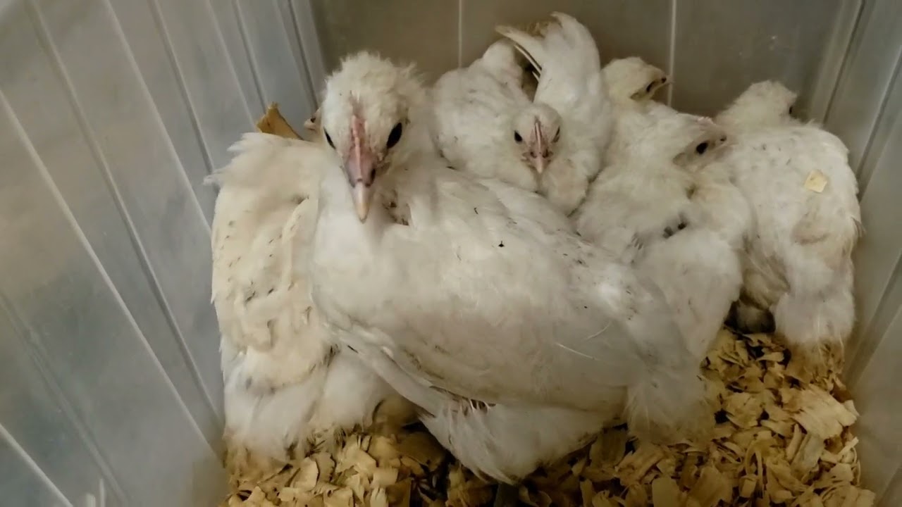 American Bresse - Baby Chick sorting, moving and weighing