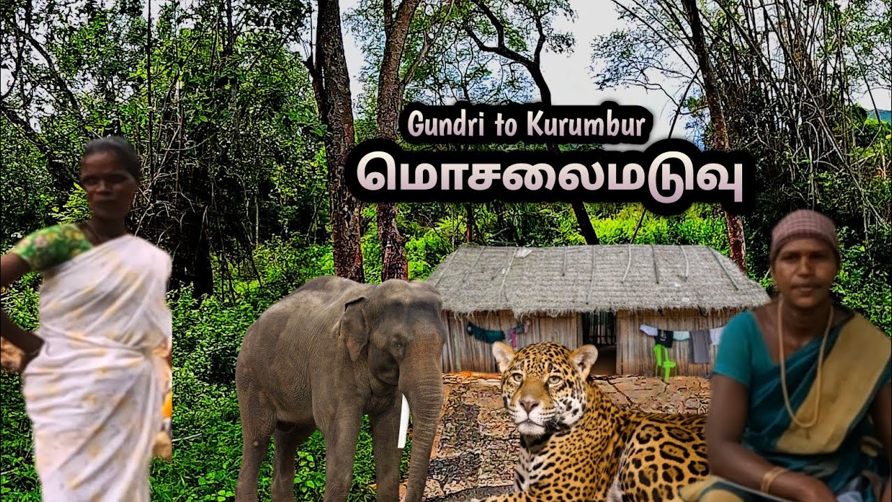 மொசலைமடுவு என்னும் கிராமம் பலருக்கும் தெரியாத கடம்பூர் காட்டில் அமைந்துள்ள மலை கிராமம் 