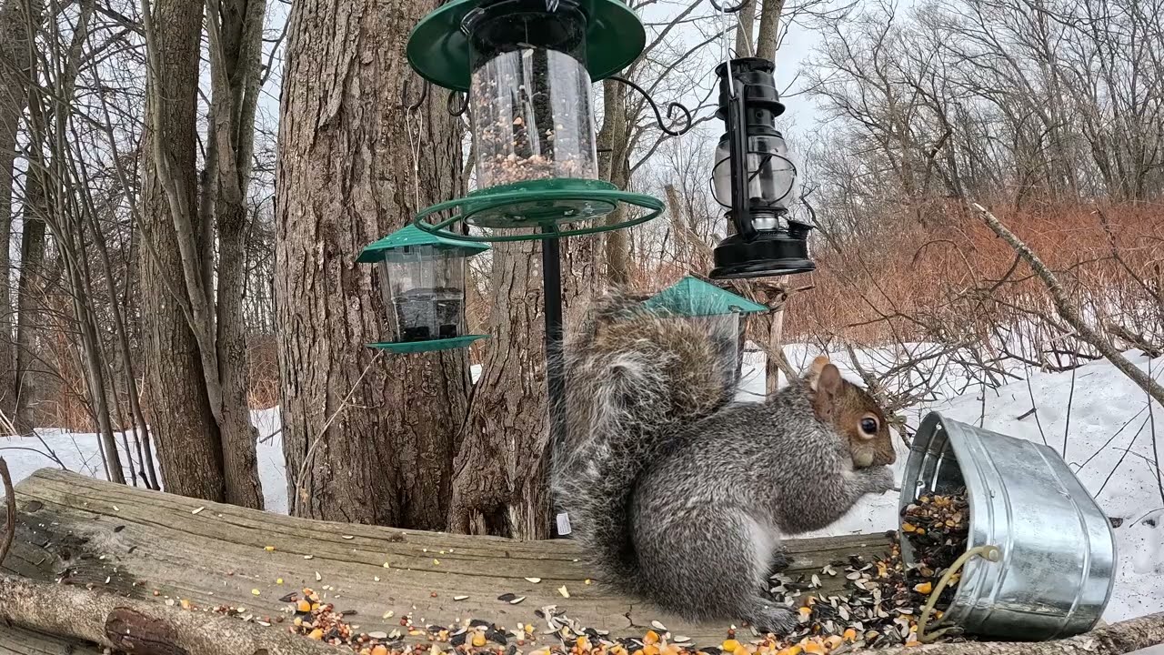 Dale the gray squirrel enjoying his morning bird seed.