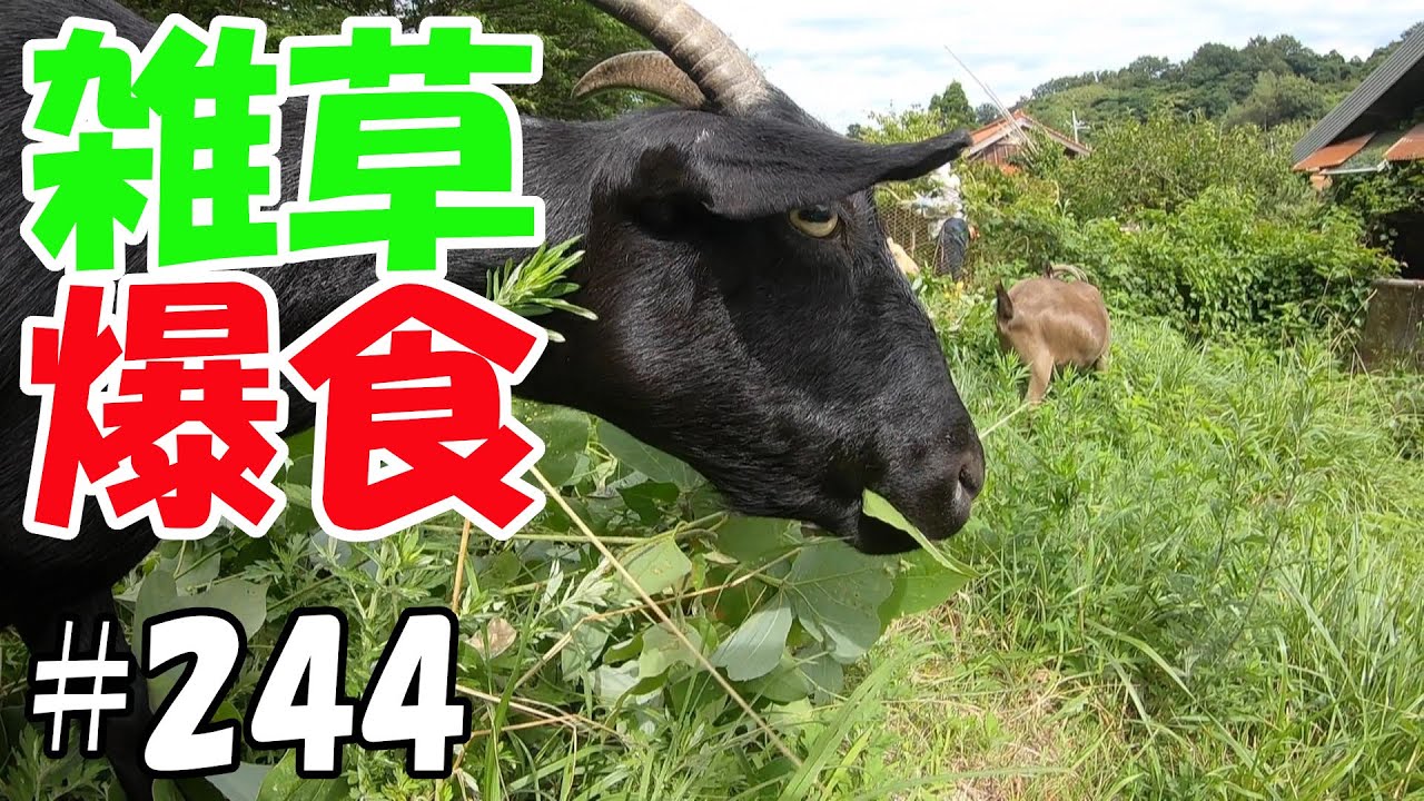 ヤギ除草！雑草はびこる川土手！！爆食ヤギ達  ＃２４４　おとぼけヤギ達に癒されて