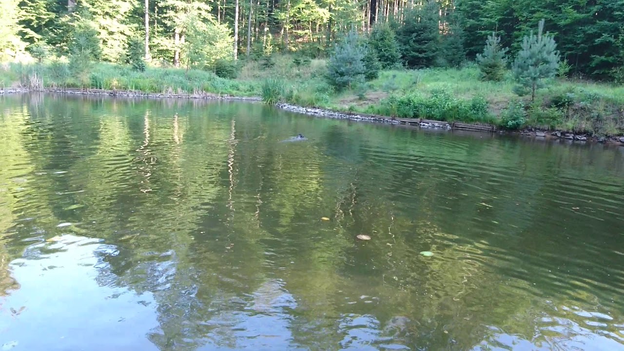 Česk&yacute; Fousek - Curry Vallis Baptismi 6m