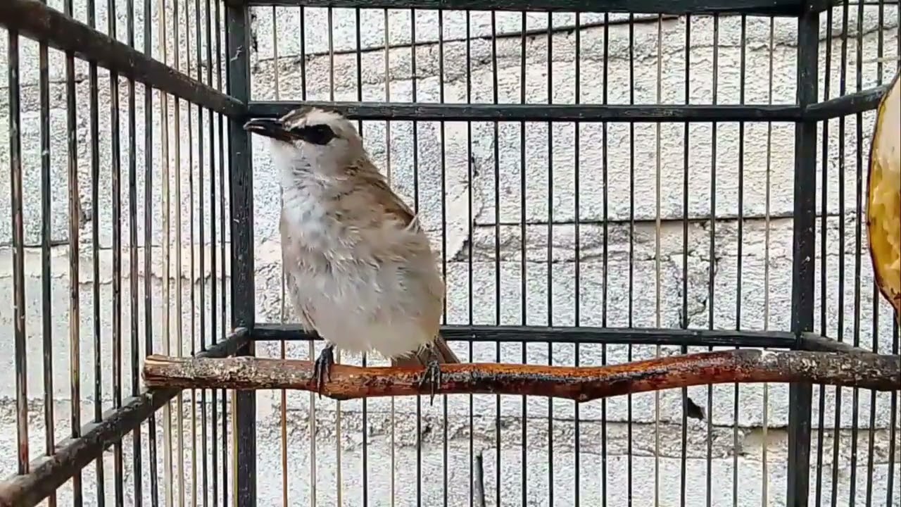 Pancingan burung trucukan paling jitu#fypシ゚viral #pancingantrucukangacorropel 