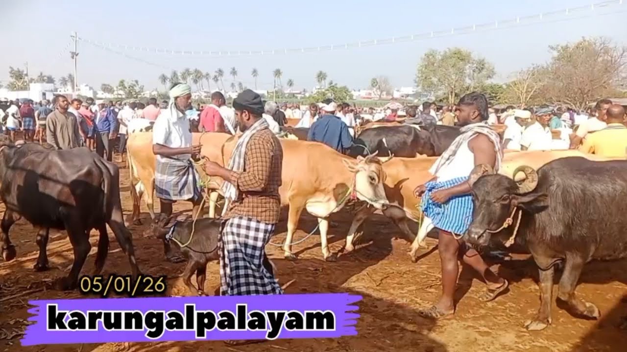 கருங்கல்பாளையம் மாட்டு சந்தை நிலவரம் 05/02/26 
