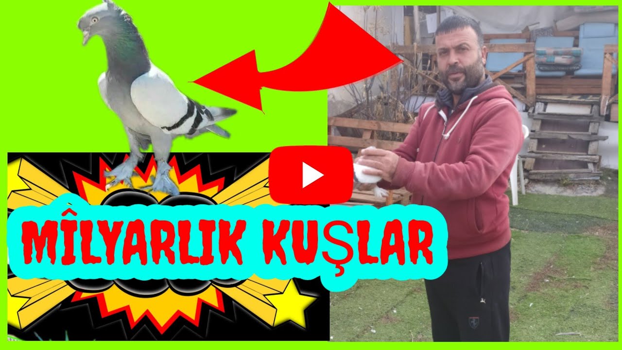 ?️Миллионер голубиный хозяин птичий человек NECO ENLİK AN...