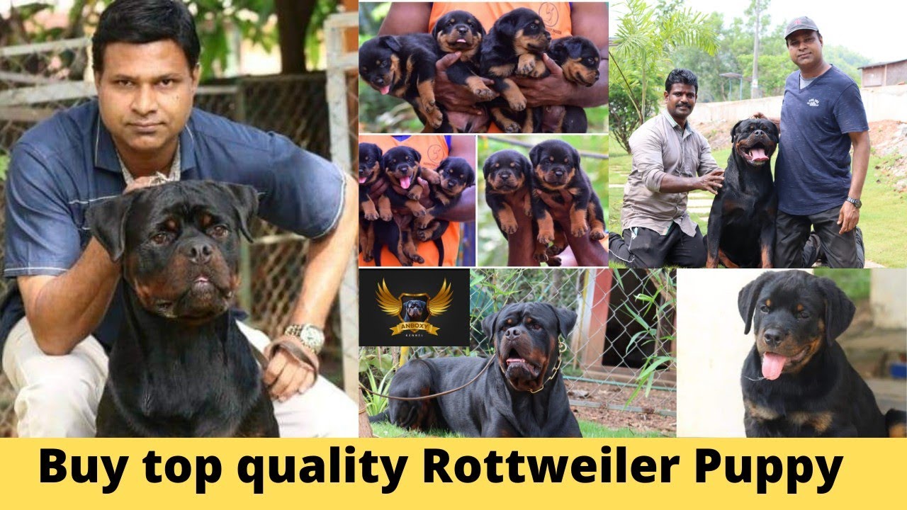 Rottweiler വാങ്ങാൻ നല്ലൊരു കെന്നൽ |ANBOXY ROTTWEILER KENNEL|Perfect kennel for quality Rottweilers