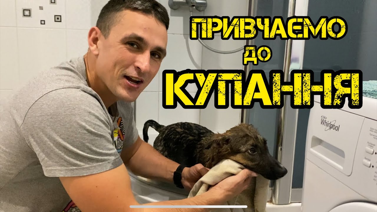 Як привчити собаку митися, та інші процедури